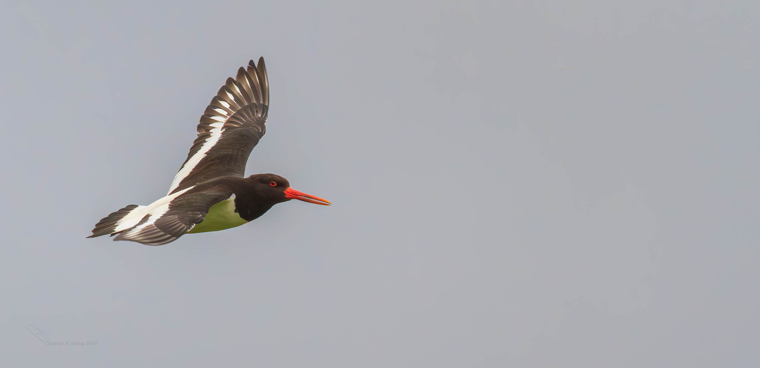  Oystercatcher flying